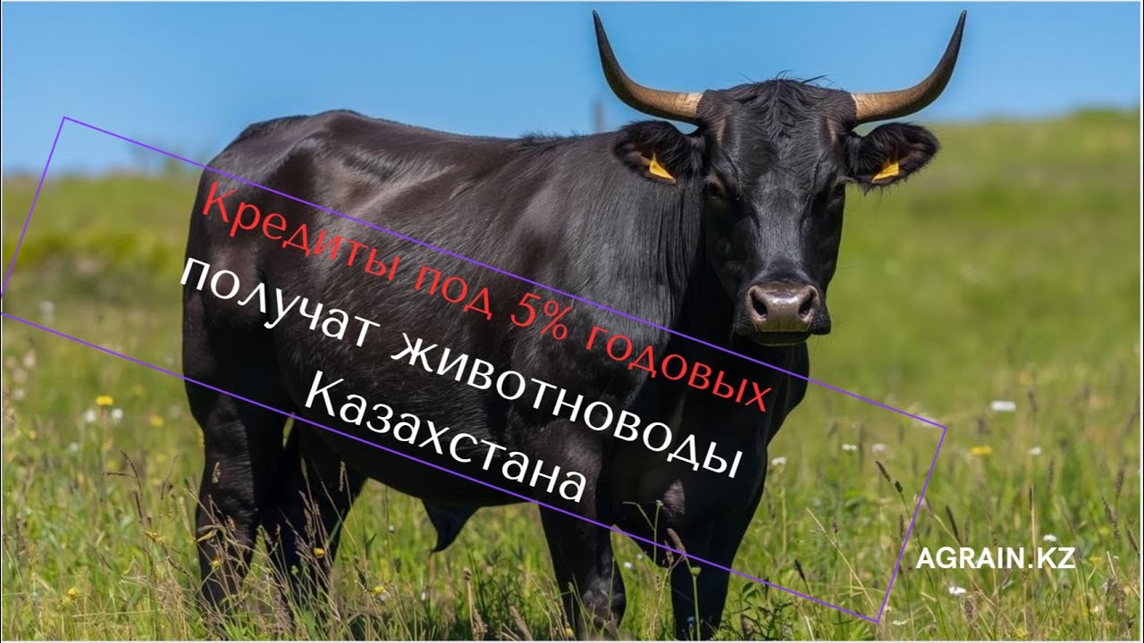 Фермерам выдадут кредиты под 5% на закуп племенного скота