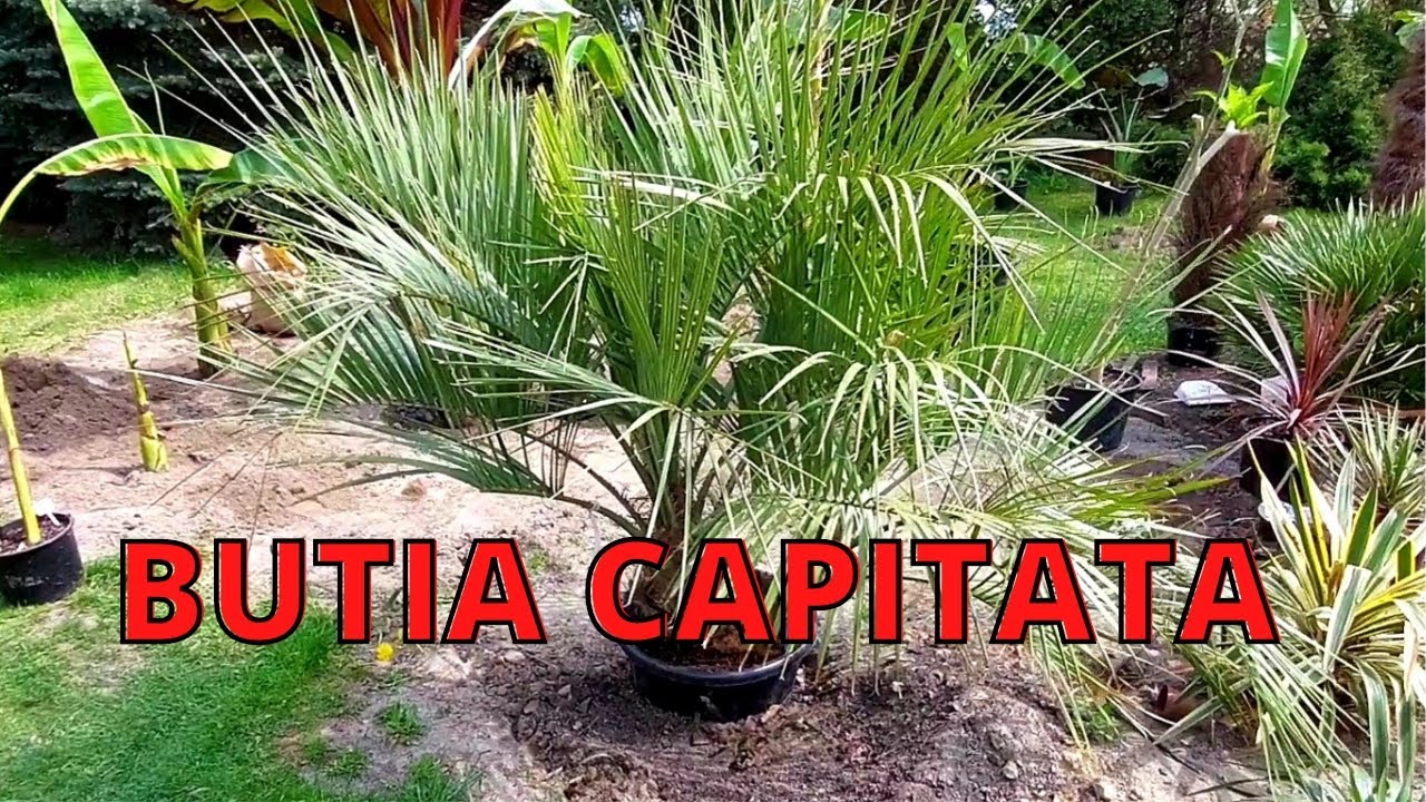 BUTIA CAPITATA Palma dżemowa ląduje w gruncie.