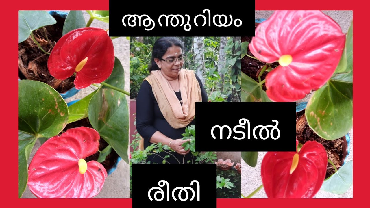 Anthuriam Potting method# ആന്തുറിയം ചെടി നടുന്ന രീതി#