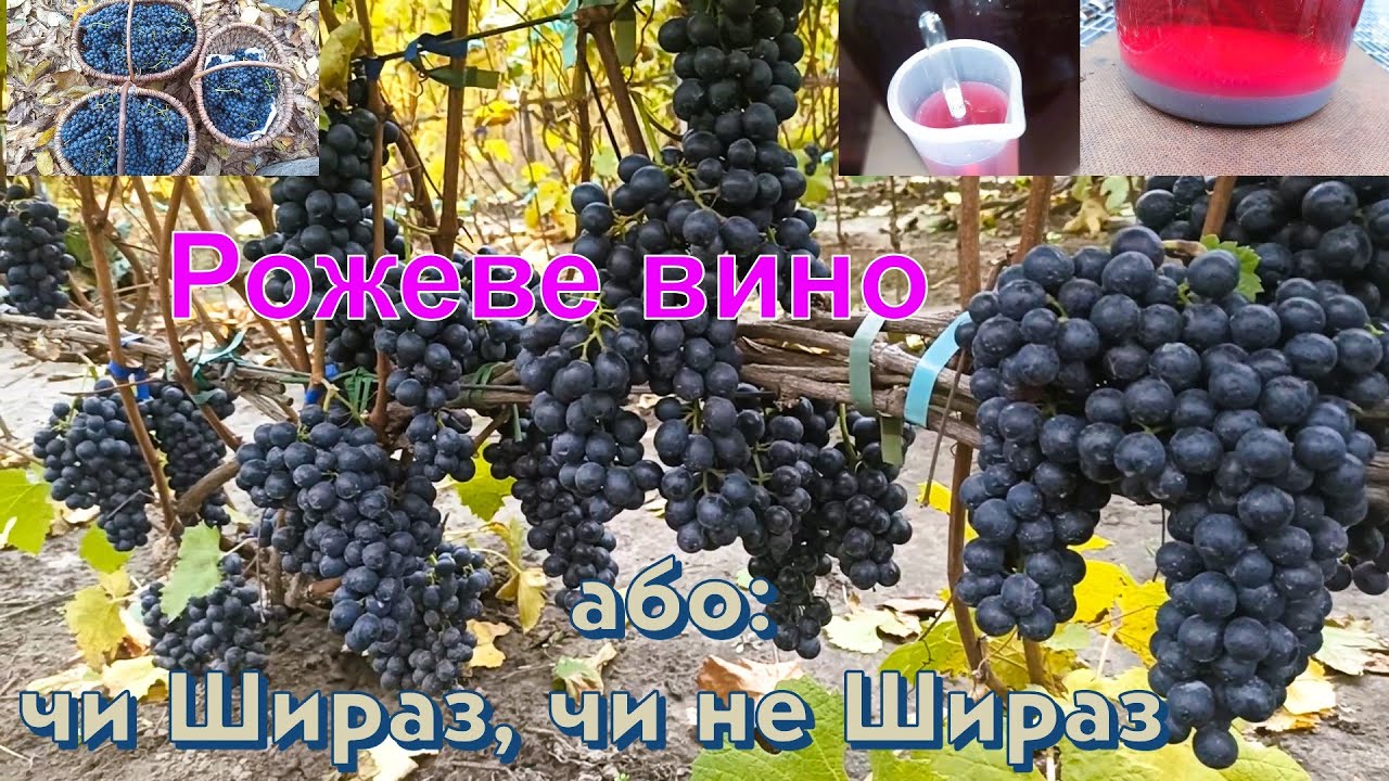 Рожеве вино (розе)