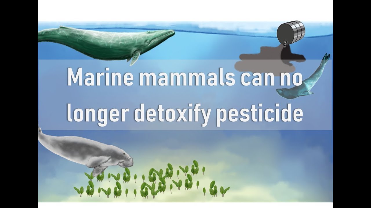 Did you know marine mammal can't detoxify pesticides | Prof TRACEY ROGERS