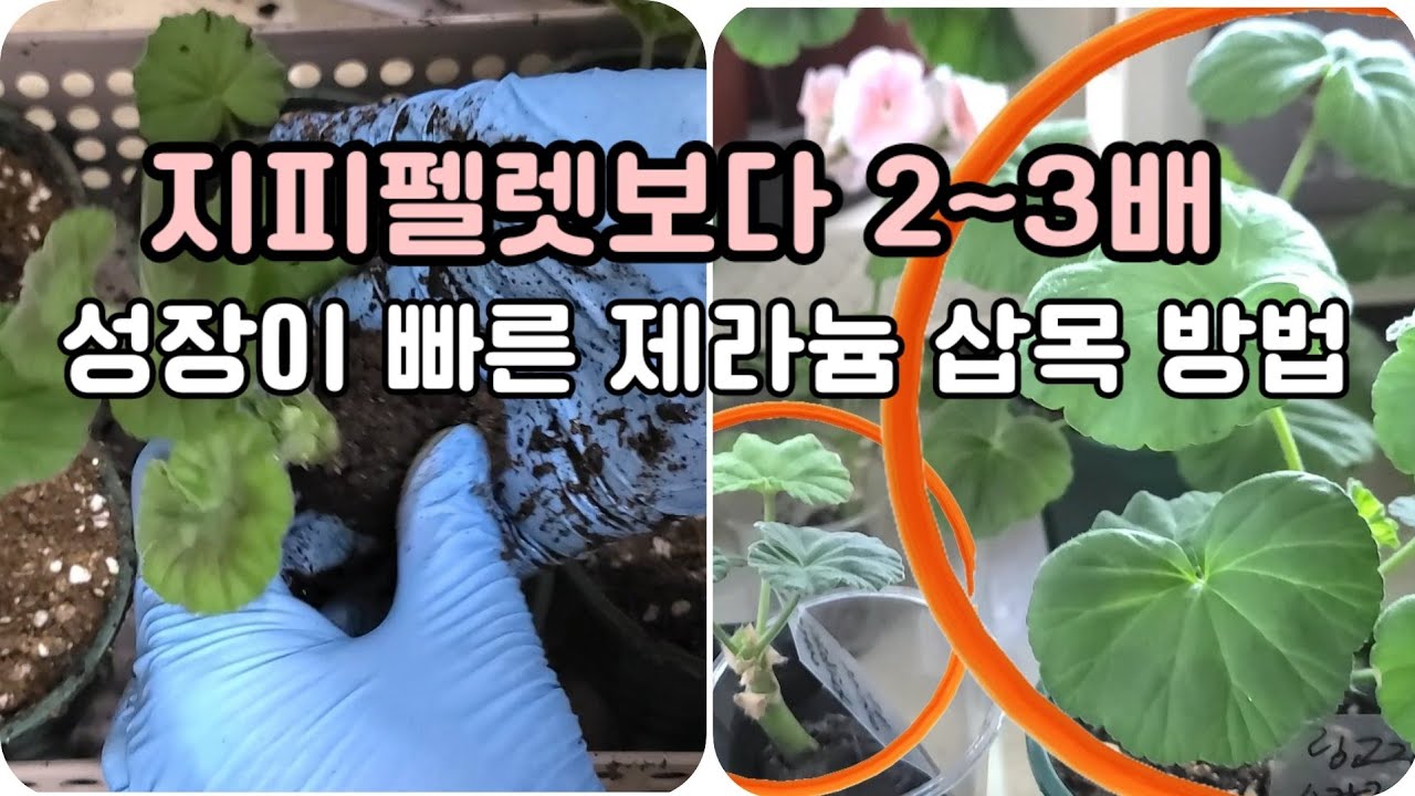 제라늄 삽목 아직도 지피펠렛에 하시나요? 이렇게 하면 2~3배 성장이 빨라요.