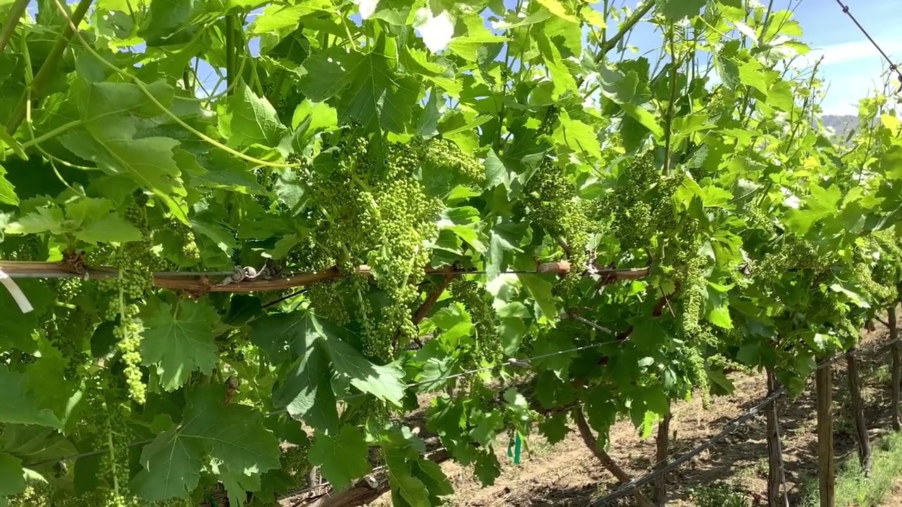 Week 15 California Table Grape Field Update