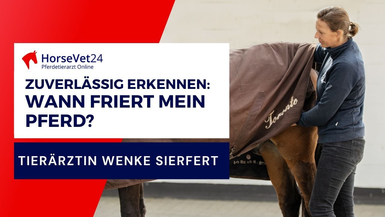 Wann frieren Pferde? Ist es deinem Pferd zu heiß unter der Decke? Tierärztin Wenke Siefert erklärt.