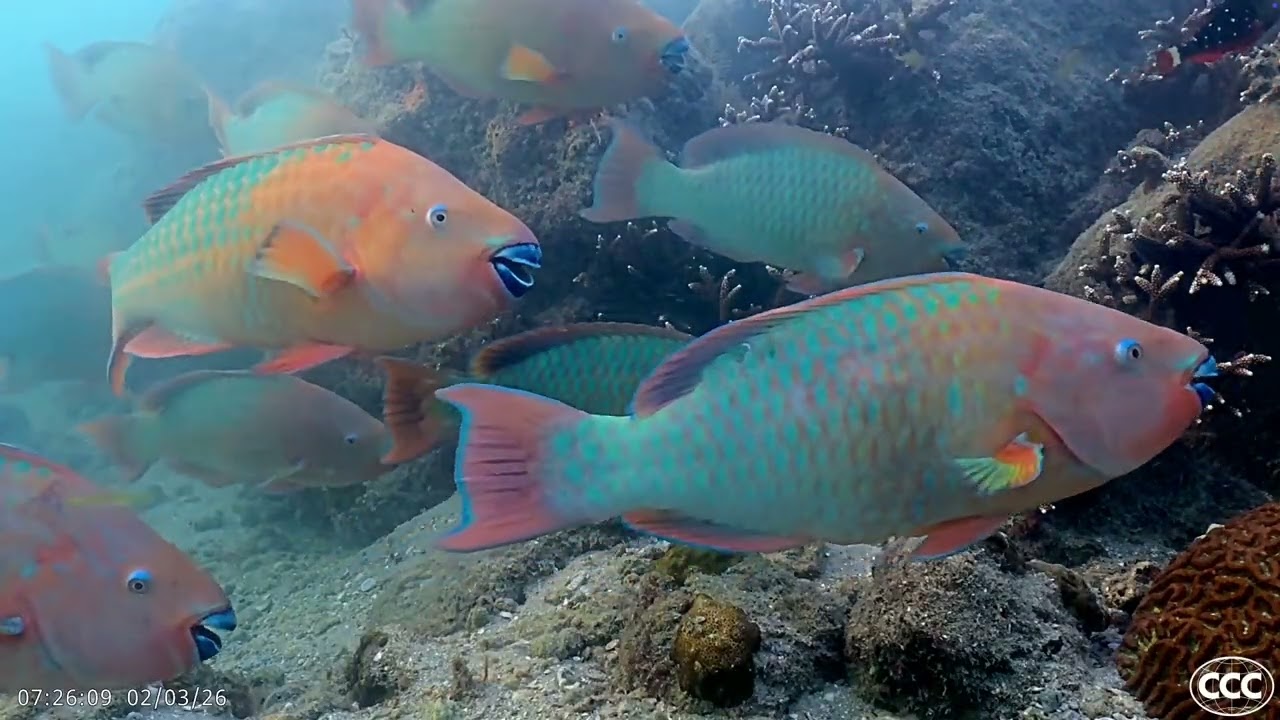 Coral City Camera | 23 Minutes of Rainbow Parrotfish (Site 2) | 2.3.26