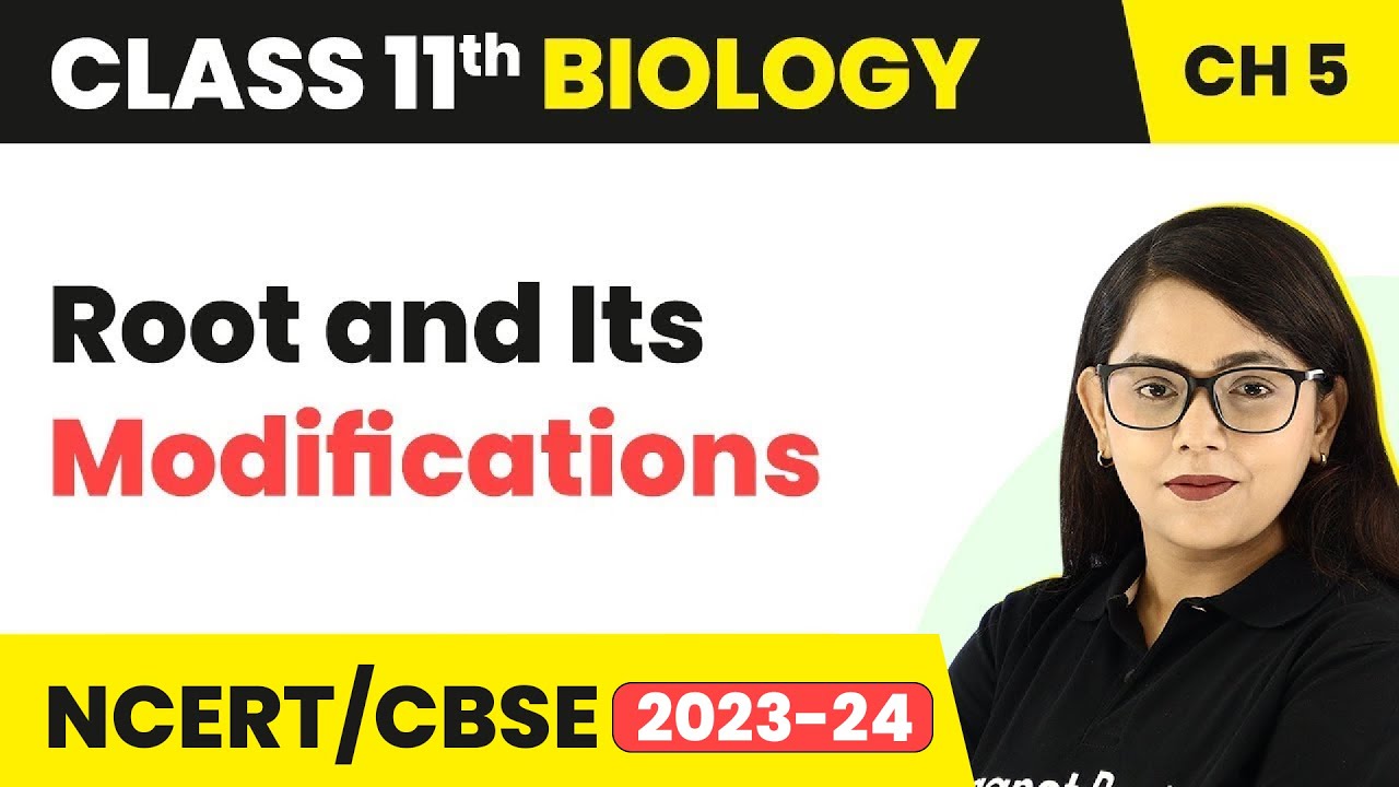 Root and Its Modifications - Morphology of Flowering Plants | Class 11 Biology