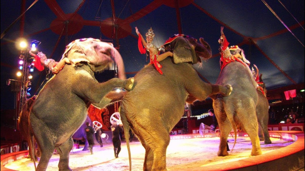 Tiere im Circus Krone / Krone gastiert in Schweinfurt / SW-N.TV Schweinfurter Nachrichten