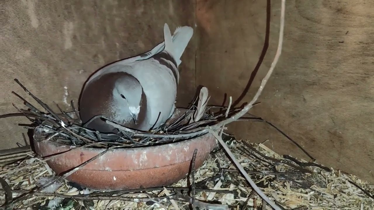 Duivenei in december, en zijn de ganzen echt weg??