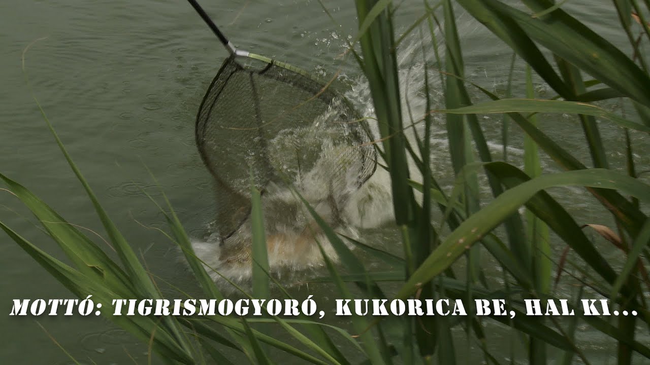 Tigrismogyóró, kukorica be, HAL KI!