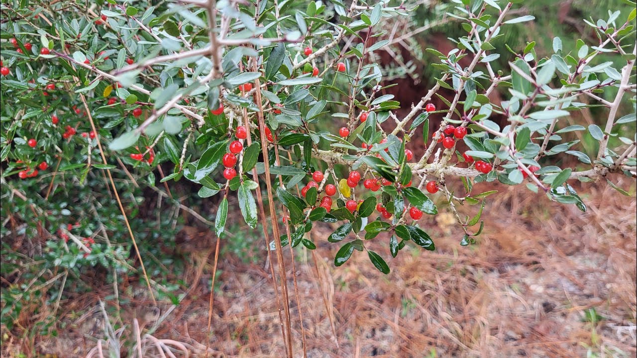 Florida Trail 2026: Day 14