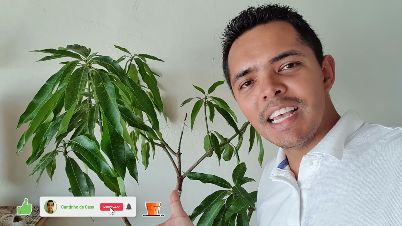 Como ter mangueira em vaso produzindo frutos(isto você nunca iria saber)