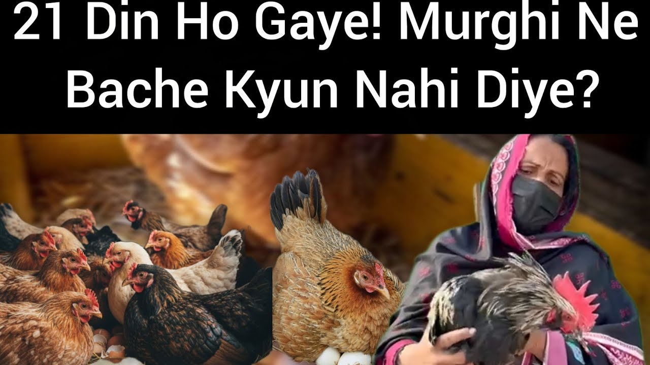 21 Din Ho Gaye! Murghi Ne Bache Kyun Nahi Diye?