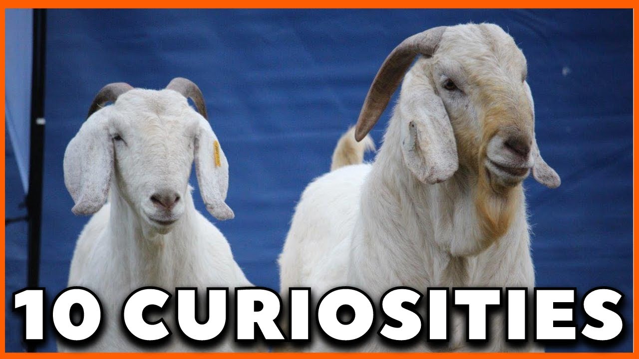 10 most interesting facts about the Savannah goat breed.