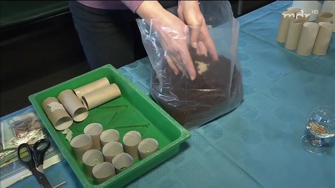 Aussaat: Anzuchtgef&auml;&szlig;e aus Klopapierrollen | MDR Garten