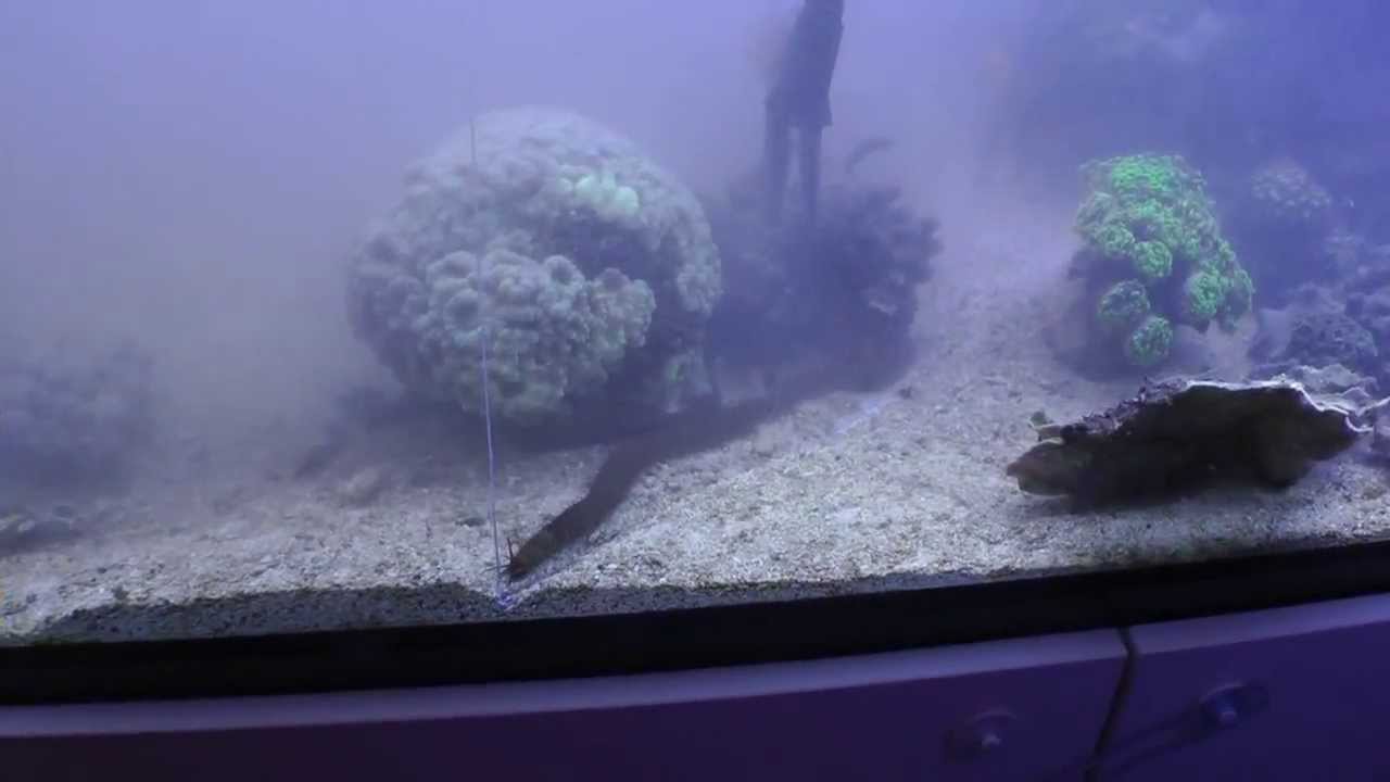 Jagd auf den Kieferwurm August 2013