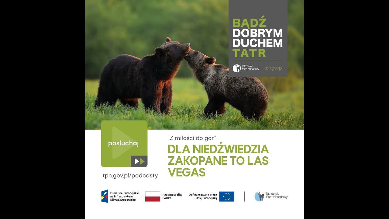 13. Świadomi Tatr: Dla niedźwiedzia Zakopane to Las Vegas