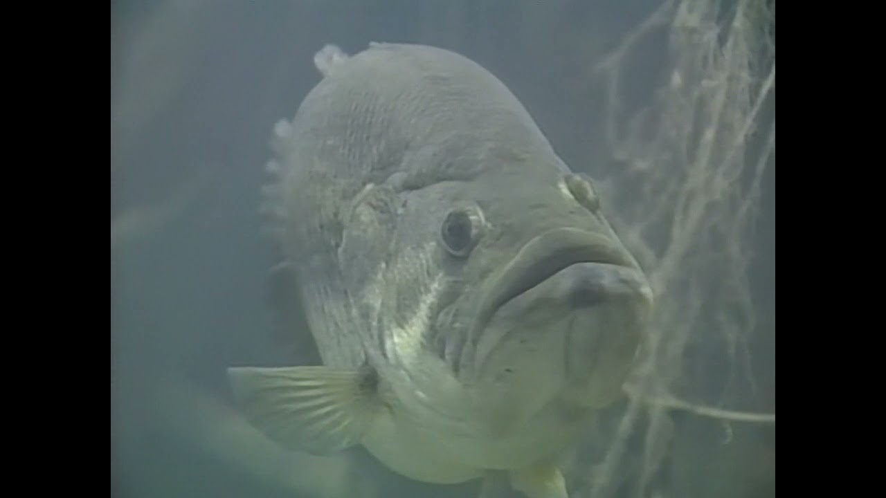 Doug Hannon - The Bass Professor - 5 Seasons Of Bass Fishing  (1997)