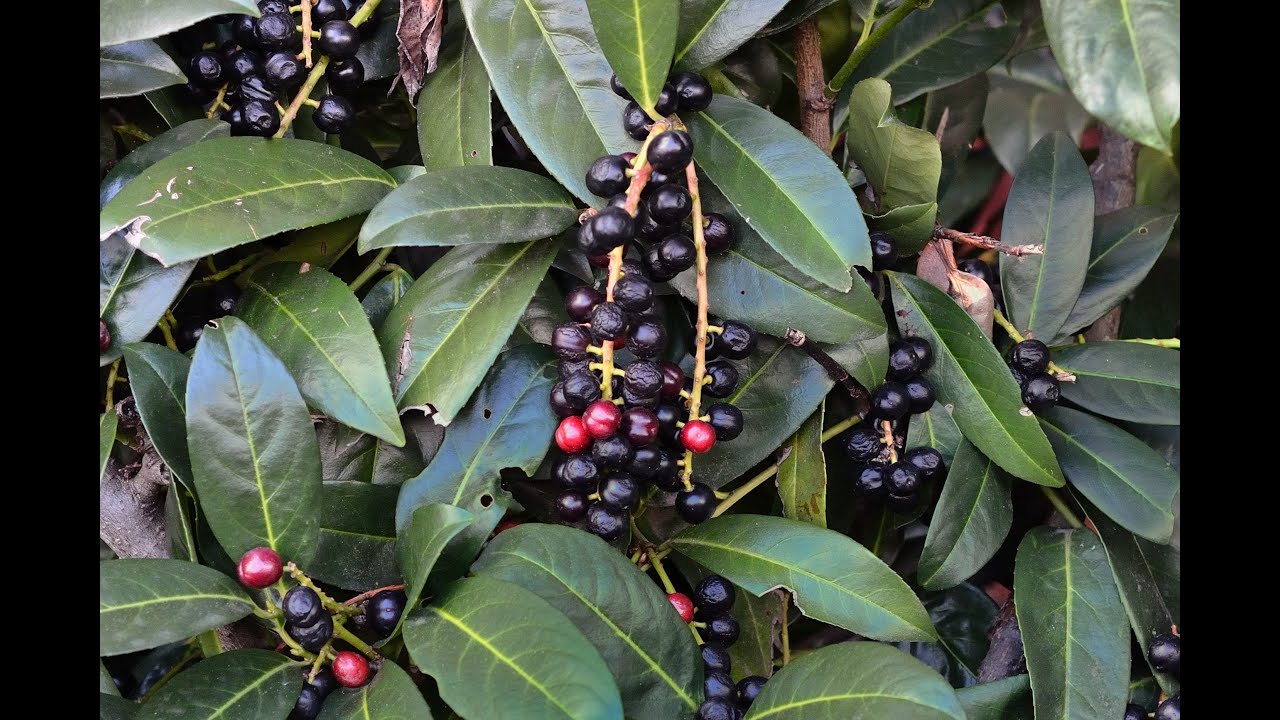 Giftige und ungiftige Beeren und Früchte