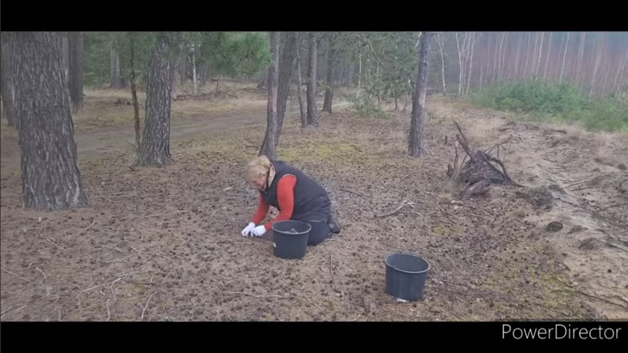 Jak wymyśliłam, tak zrobiłam - po co mi szyszki ?