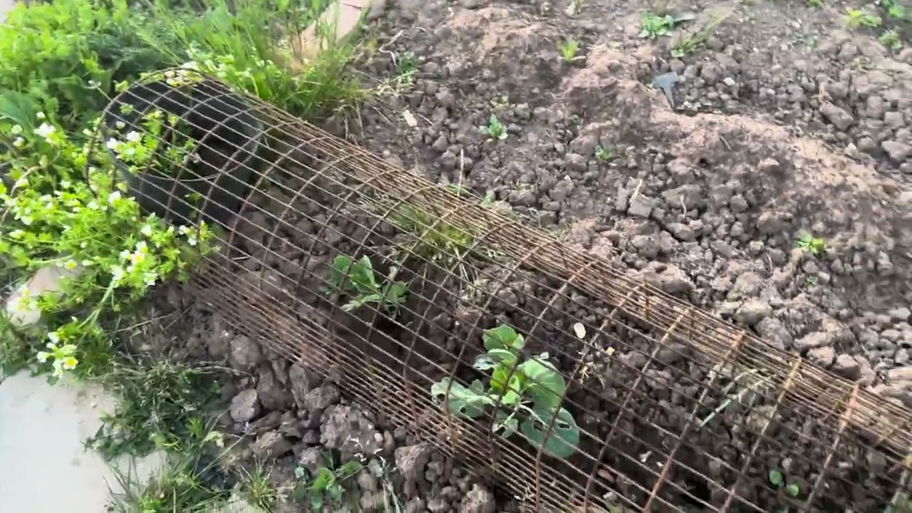 Allotment left for two weeks | Holiday return tour and surprises!
