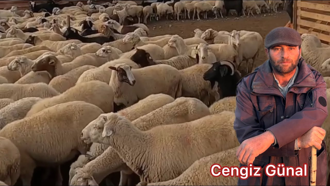 400 Adet Hayvan 12 Köpeği ile Tek Başına Hayvancılık Yapıyor - Meramız Kısıtlı! #hayvancılık 
