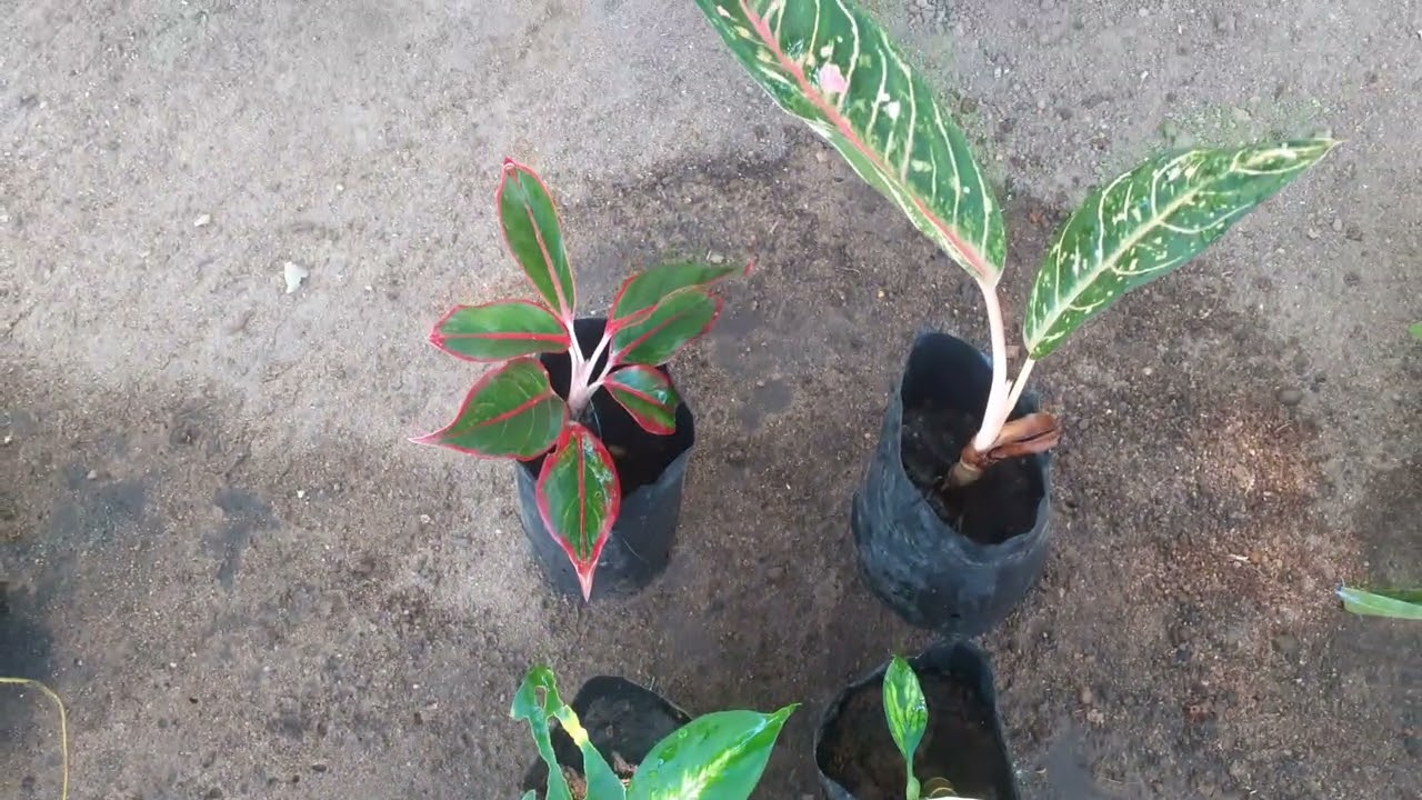 250 සිට වාසි පැකේජ් අවශ්‍ය අය වට්සැප් මැසේජ් එකක් දාන්න 0775531854