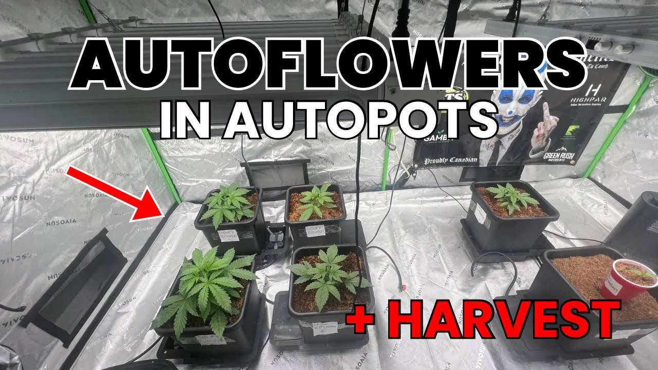Станет ли AUTOPOTS революционным решением для AUTOFLOWER? От семени до урожая (эпизод 2) от тести...