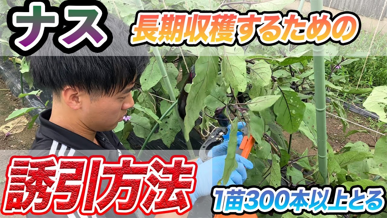 【ナス】超長くするための「誘引方法」を徹底説明。長く多く取れます。