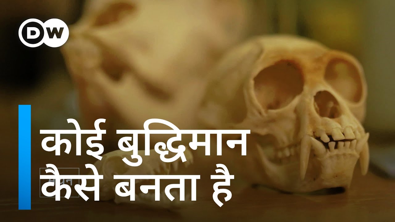 क्या दिमाग के साइज का बुद्धिमान होने से कोई रिश्ता है? [Evolution of the mammalian brain]