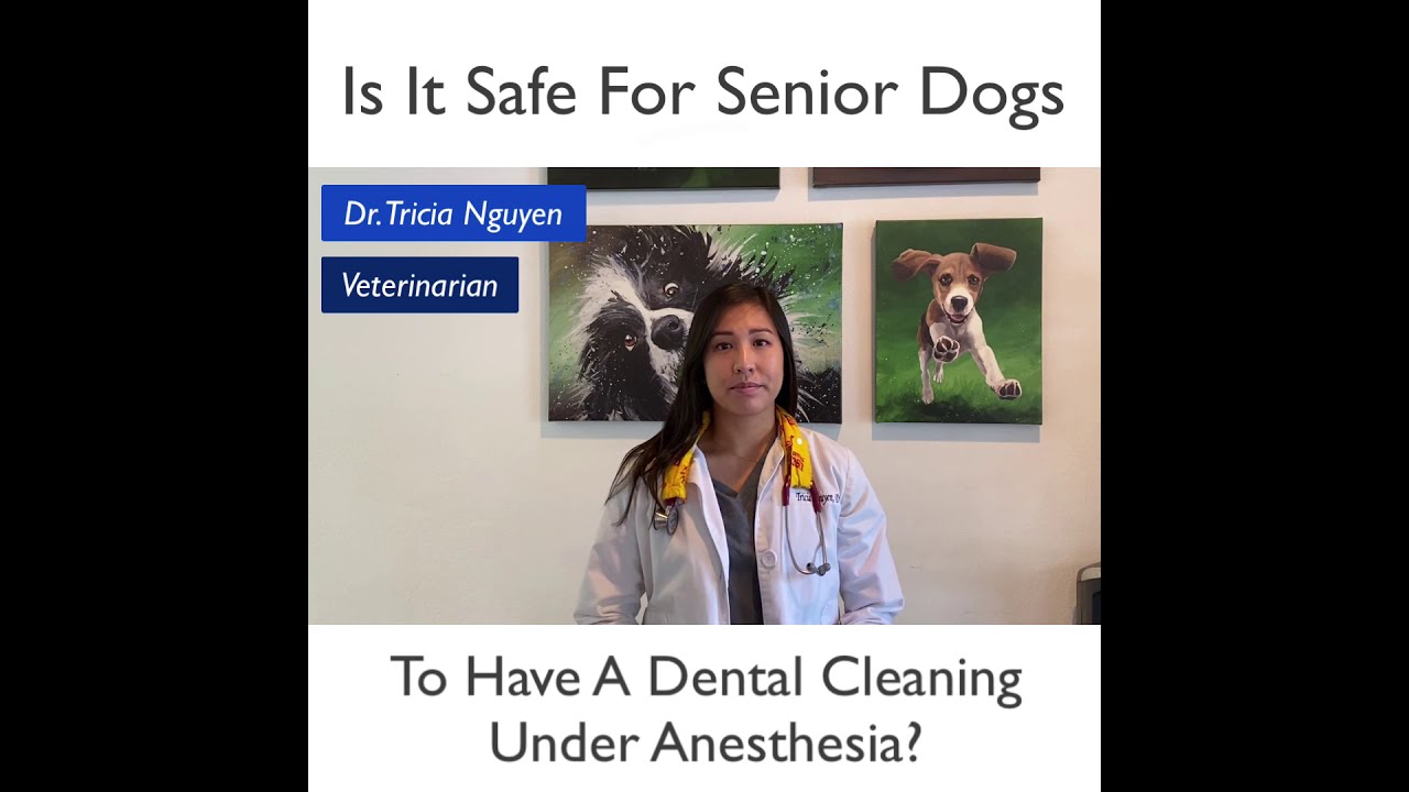Anesthetic Dentals for Senior Dogs