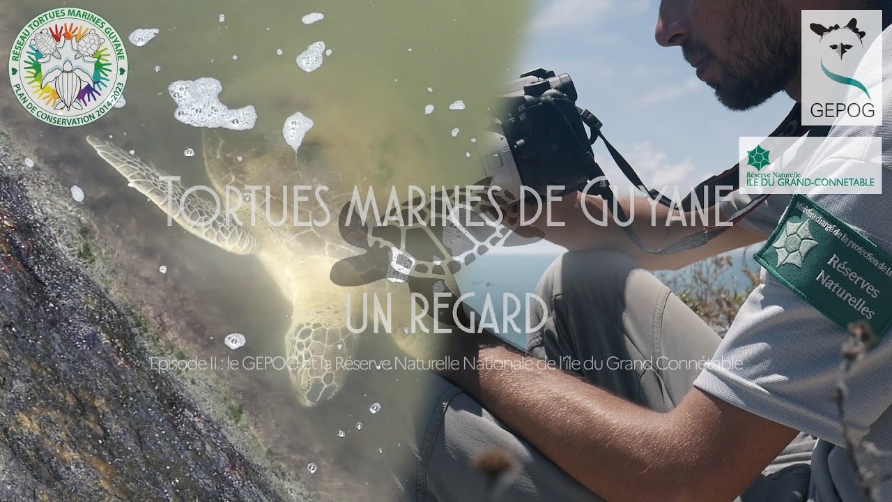 TORTUES MARINES DE GUYANE : UN REGARD - Episode 2 : Le GEPOG et la Réserve du Grand Connétable