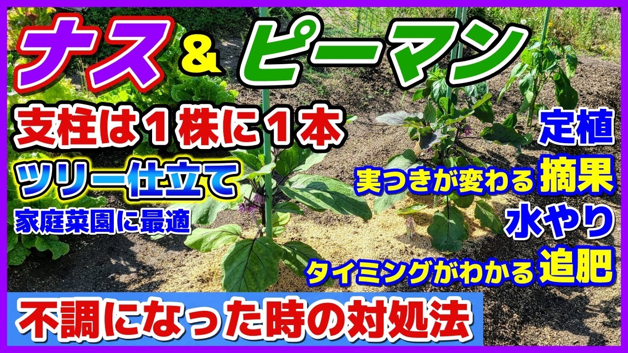 【完全ガイド】初めてでもわかるナスとピーマンの定植・支柱は１株に１本でツリー仕立て／不調な時の原因と対処法（酢が効く）／摘果・追肥・水やりのコツ／家庭菜園に最適な育て方／植え付け・支柱の立て方／初心者
