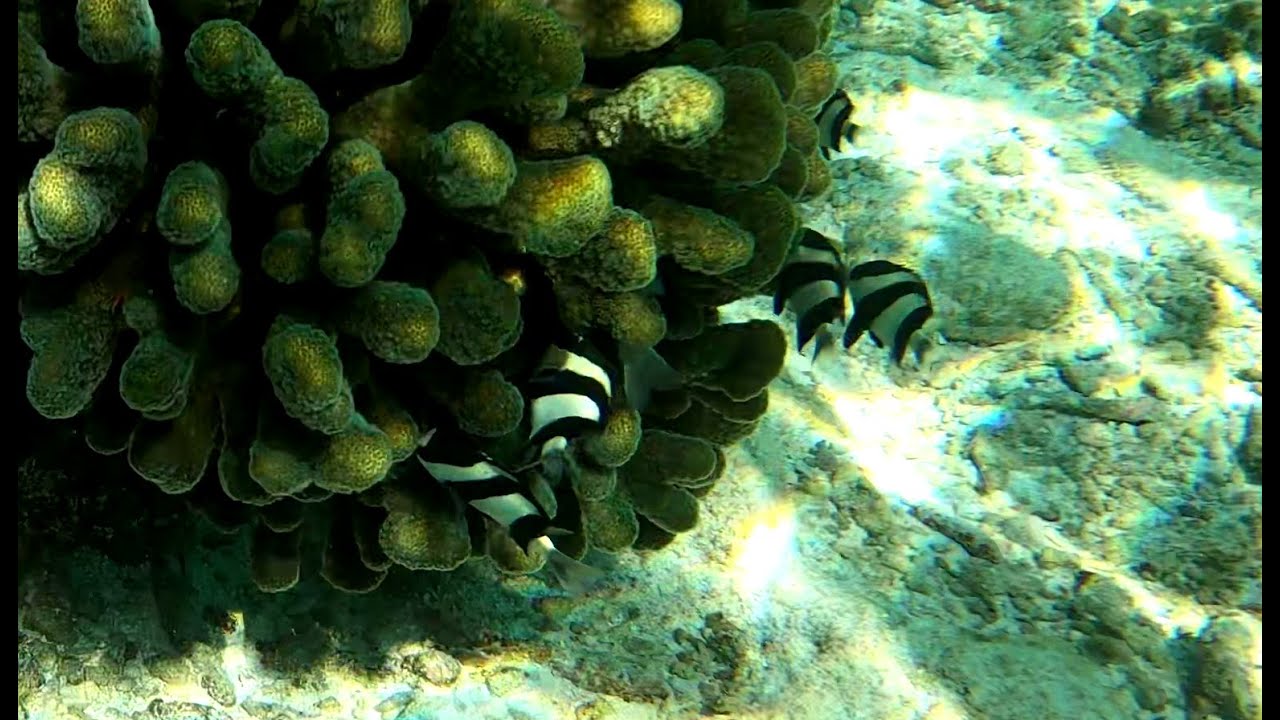 Whitetail dascyllus - Damigella fasciata - Dascyllus aruanus - Humbug damselfish - intotheblue.it
