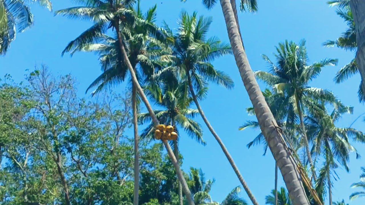 Panjat kelapa Profesional edisi Pohon extrem 🔥🔥🔥