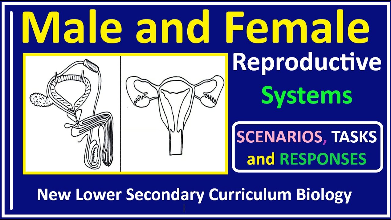 Sexual Reproduction in Humans-1- Male and Female Reproductive Systems and the Function of each Part.