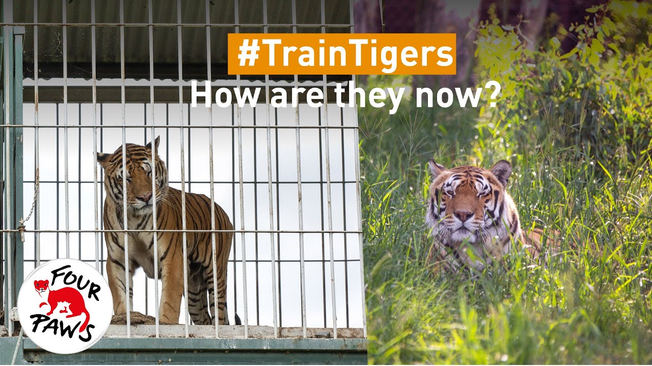 Train Tigers | How are they now? | FOUR PAWS | [SUBS: EN]