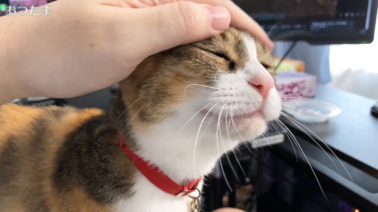 おつたまのフード販売元が…