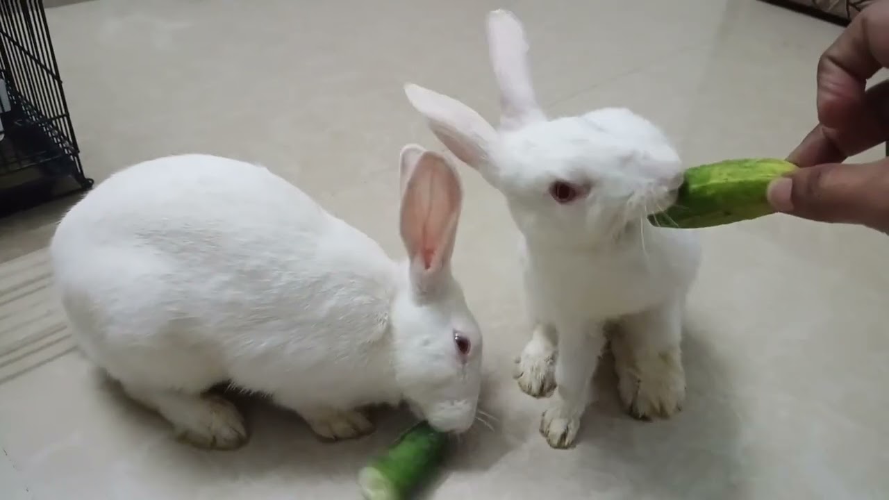 मी घरी आणले दोन White Rabbits 🐰  First Day Experience Marathi Vlog