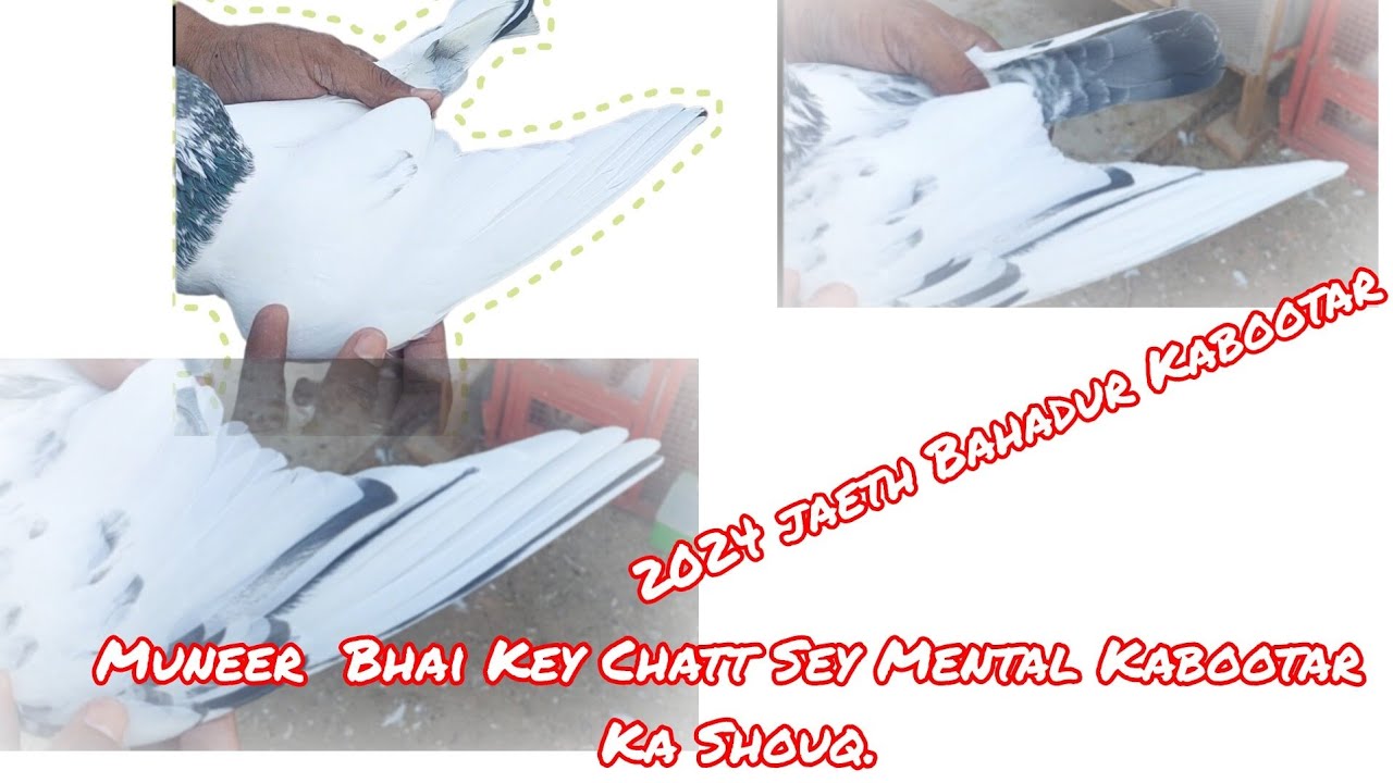 Muneer Bahi Key Chatt Sey 2024 Key Bahadur Mental Kabootar Ka Shouq.