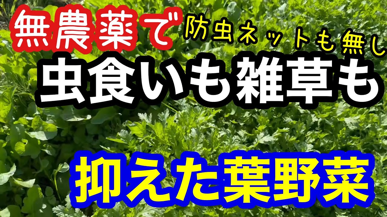 無農薬でも虫食い知らず！もあれば虫食い多発も…種類と蒔く時期、やり方での違いについて《自然栽培/無農薬/葉野菜/小松菜/春菊/白菜/キャベツ》