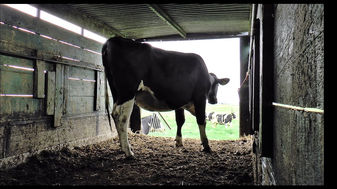 Geertruidenberg in beeld: Koeien van de stal naar de wei.