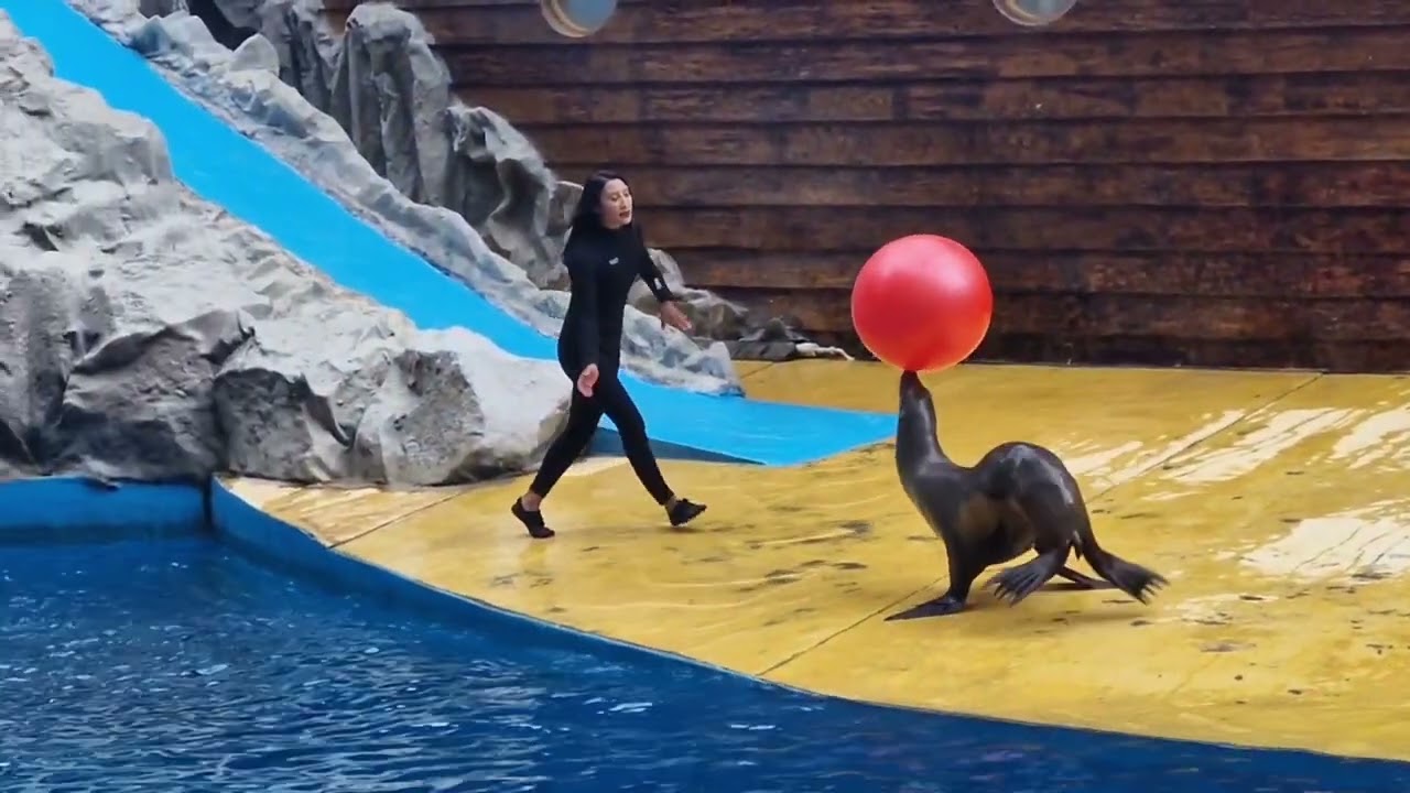 Show Bucaneros y Lobos de mar - Bioparque estrella México 01/Feb/2026