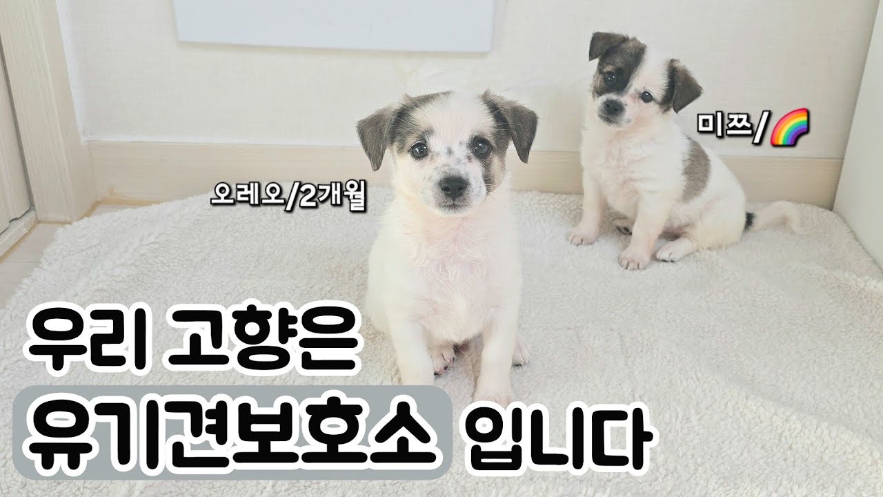 미쯔레오임보일기#1 무지개다리를 건넌 미쯔, 오레오는 입원중ㅣ1인가구 임시보호 #유기견임보