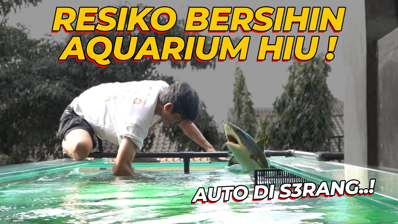 BUTUH NYALI GEDE BUAT BERSIHIN AQUARIUM HIU