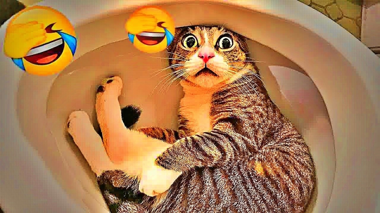 You Laugh You Lose😻🐶Funniest Dogs and Cats 2026🤣