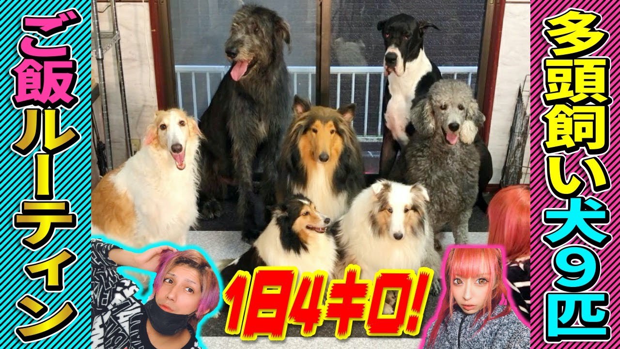 【犬9匹‼︎】多頭飼いごはんルーティン‼︎