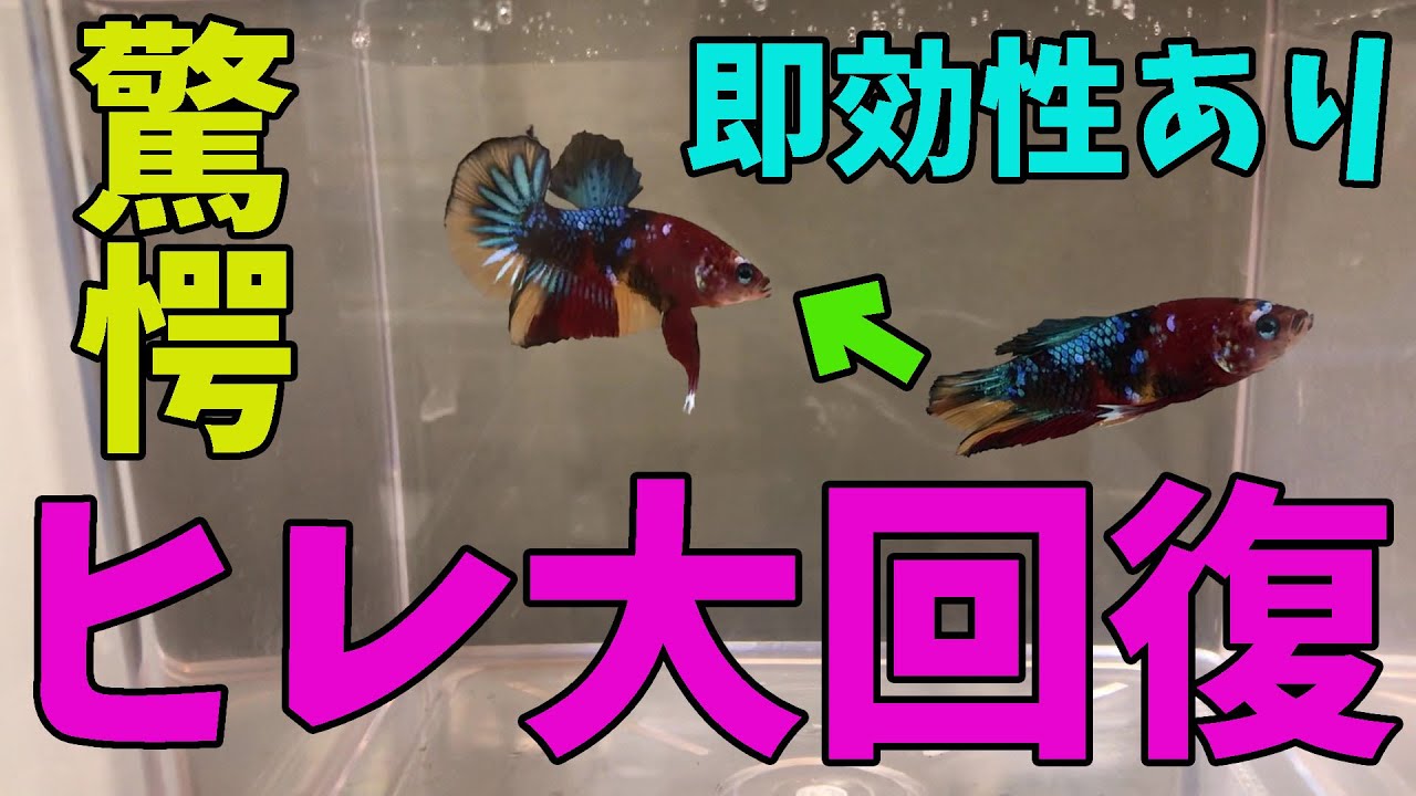 【ヒレ回復】あなたのベタ救います【SUMA・アクアリウム】