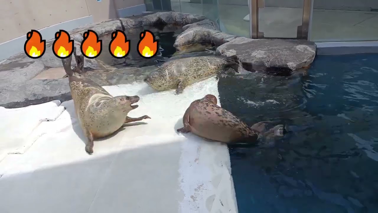 ゴマフアザラシ　激怒するこまちさん【男鹿水族館GAO】