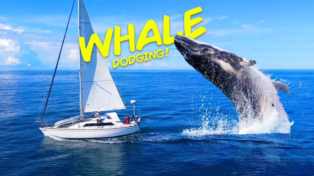 Sailing Sydney To Brisbane In Whale Season! | Exploring Earth Project