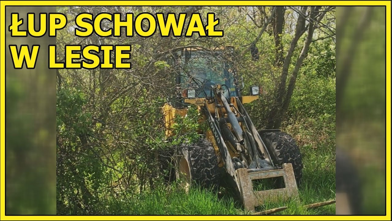JAWOR. Łup schował w lesie
